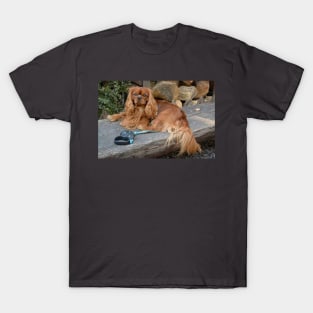 cavalier king charles spaniel ruby laying T-Shirt